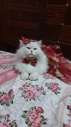 beautiful and elegant cat dress 0