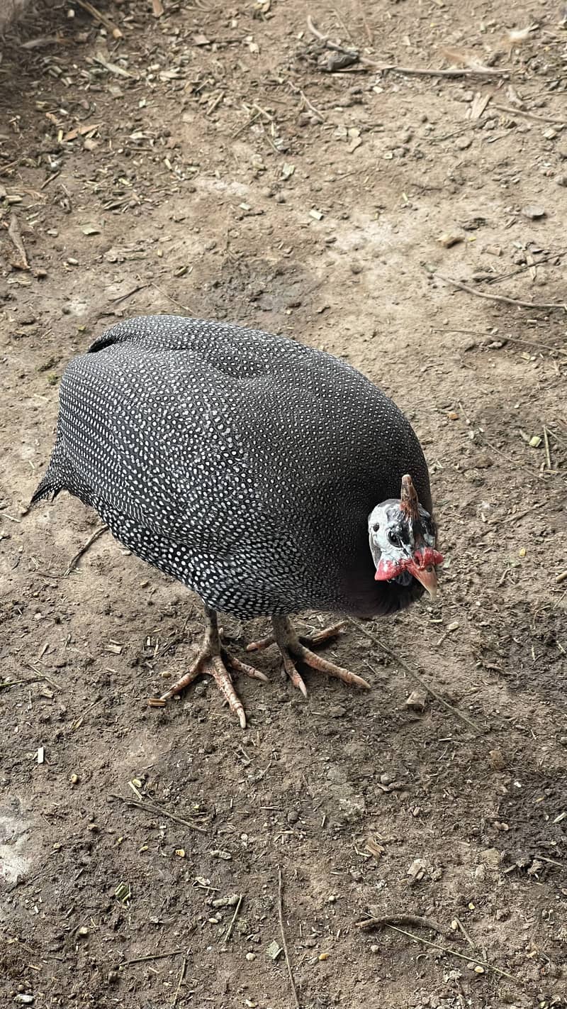 For urgent sale 3500 pair of Guinea fowl 0