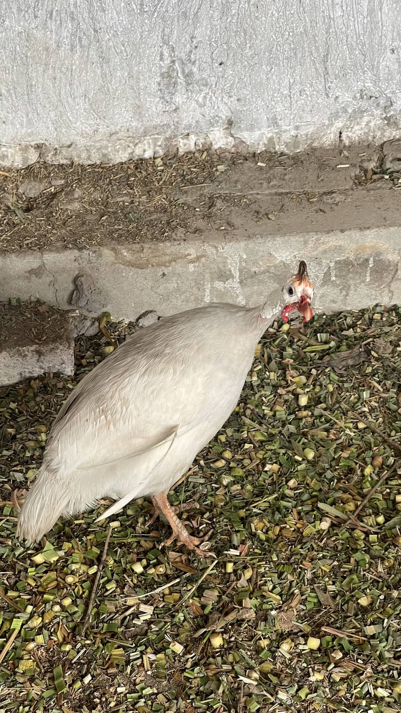 For urgent sale 3500 pair of Guinea fowl 1