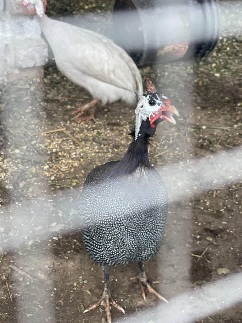 For urgent sale 3500 pair of Guinea fowl 2