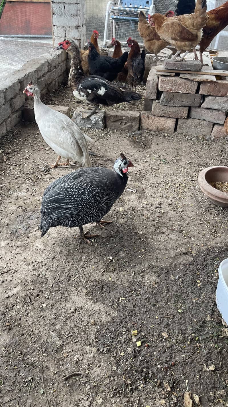 For urgent sale 3500 pair of Guinea fowl 3