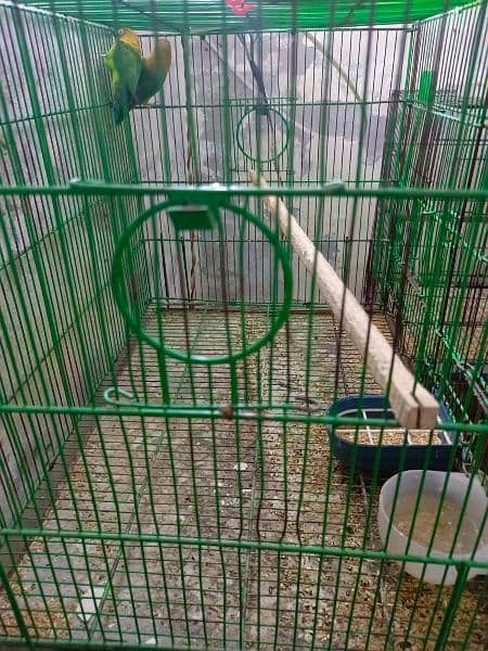 Cages iron urgent sale 8