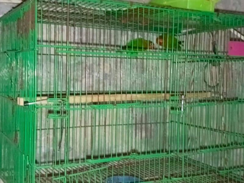 Cages iron urgent sale 9