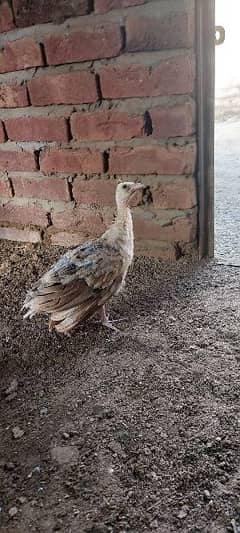 peacocks chick for sale