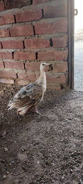 peacocks chick for sale 0