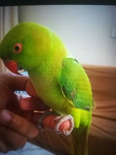 Green ring neck parrot with cage available for sale