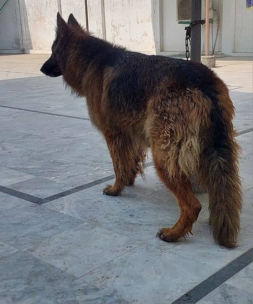 German shepherd female available for sale 1