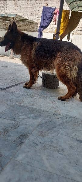 German shepherd female available for sale 2