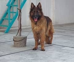 German shepherd female available for sale 0