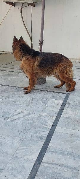 German shepherd female available for sale 3