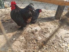 black bantam/silky chicks