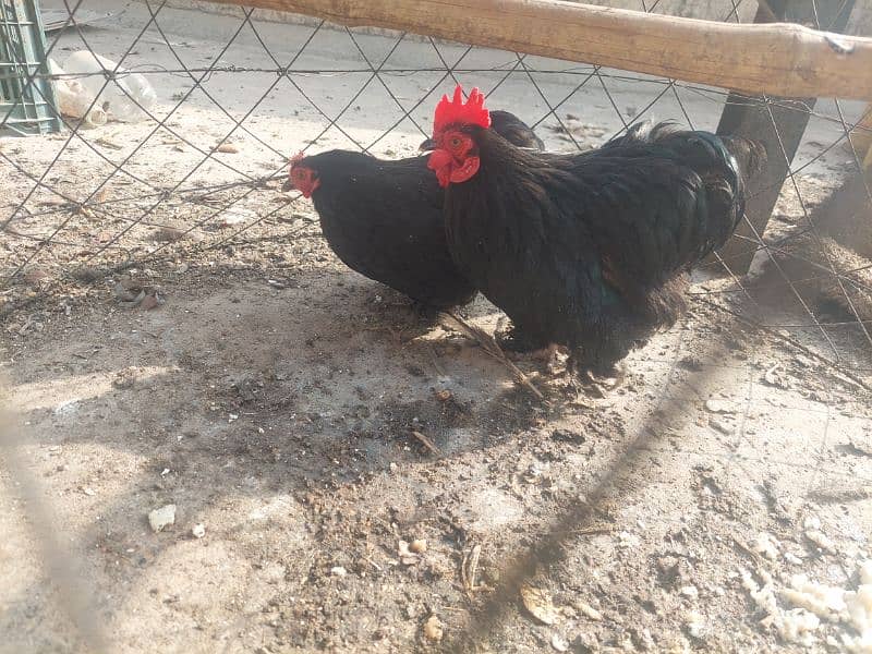 black bantam 1