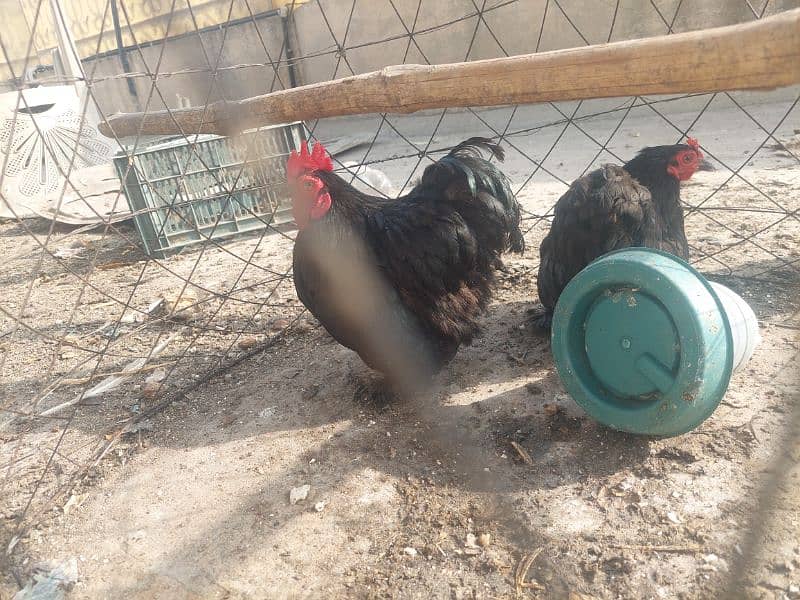 black bantam 2