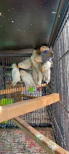 pathy and breeder pairs available