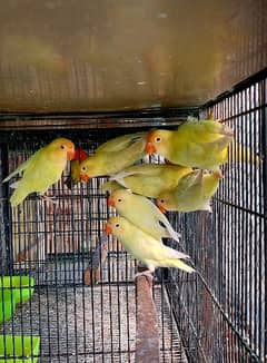 cremino lovebird pathy and breeder pairs available