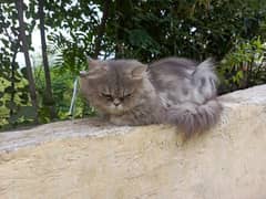 Male persion cat