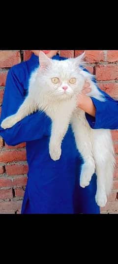 Persian cat kitten cat triple cote cat 0