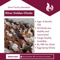Silver Golden Chicks