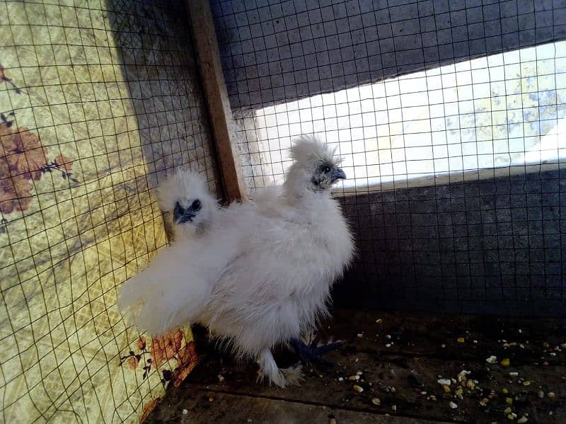 silkie 0