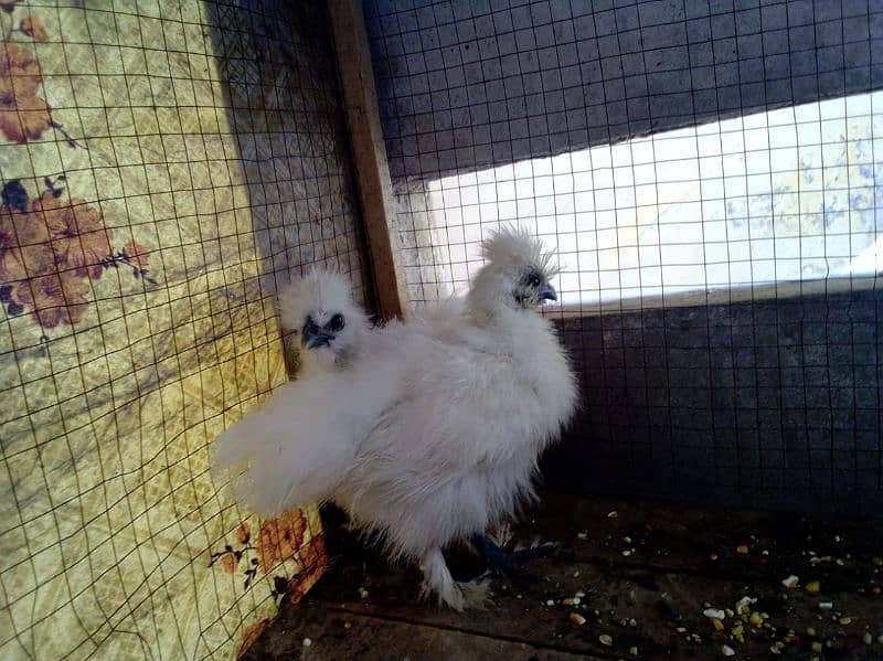 silkie 1