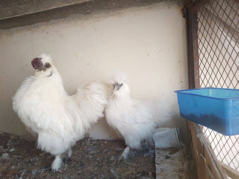 silkies pair eggs lainge 5 fingers blue years 0