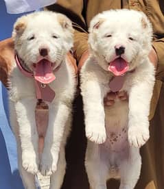 albai puppies pair full security dog's age 2 month for sale cargo ava.