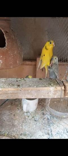 2 budgies breeder pairs ready for breed full active & adult pair