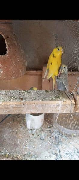 2 budgies breeder pairs ready for breed full active & adult pair 0