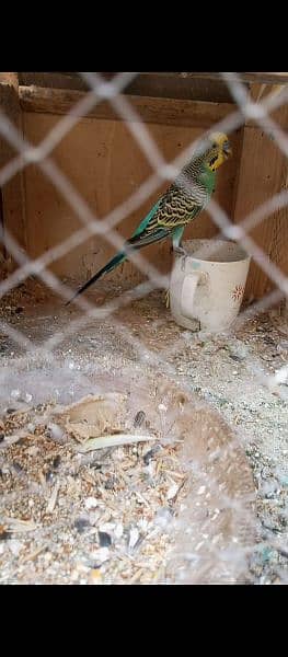 2 budgies breeder pairs ready for breed full active & adult pair 1