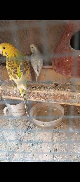 2 budgies breeder pairs ready for breed full active & adult pair 2