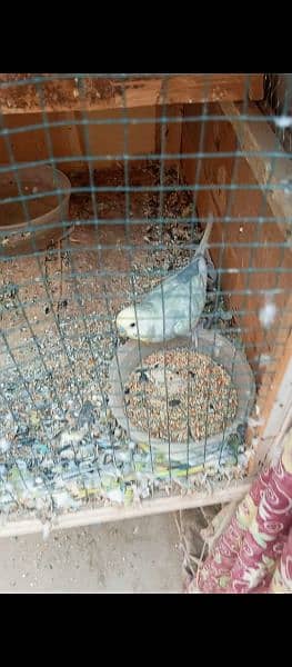 2 budgies breeder pairs ready for breed full active & adult pair 3