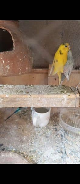 2 budgies breeder pairs ready for breed full active & adult pair 4