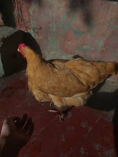 Golden buff hen 0