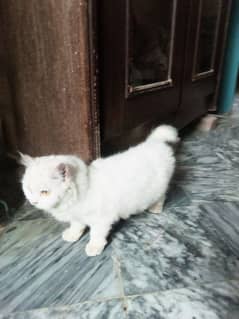 12 months Persian cat double coat 0