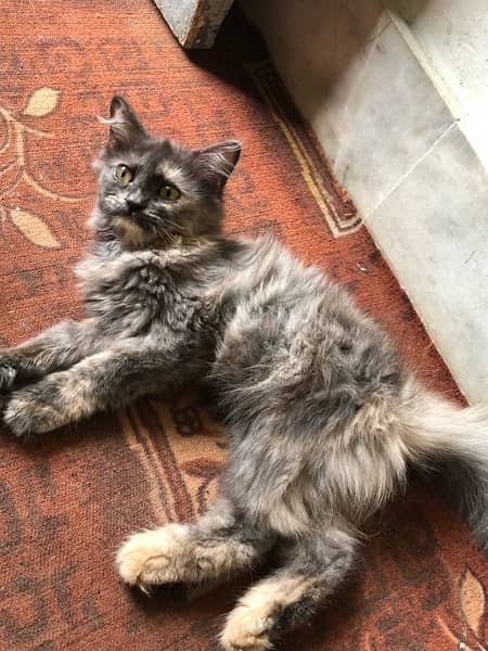 Persian female kitten 1