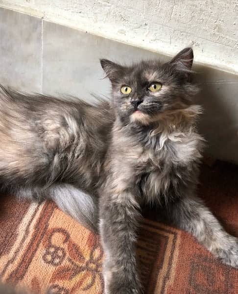 Persian female kitten 2