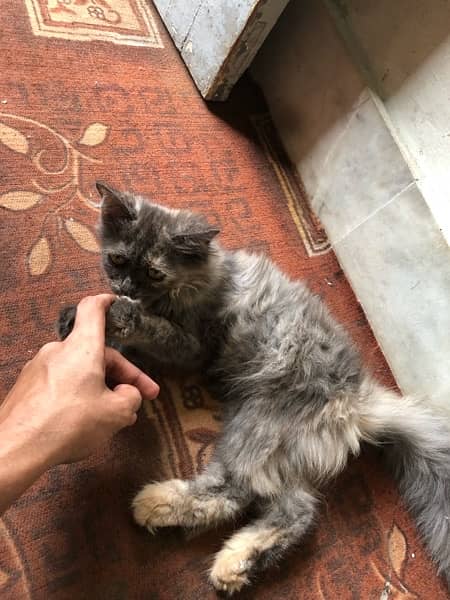 Persian female kitten 3