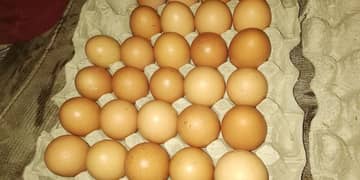 Lohman /Asterlorp /Fertile Eggs