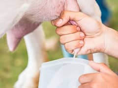 daily fresh goat milk available