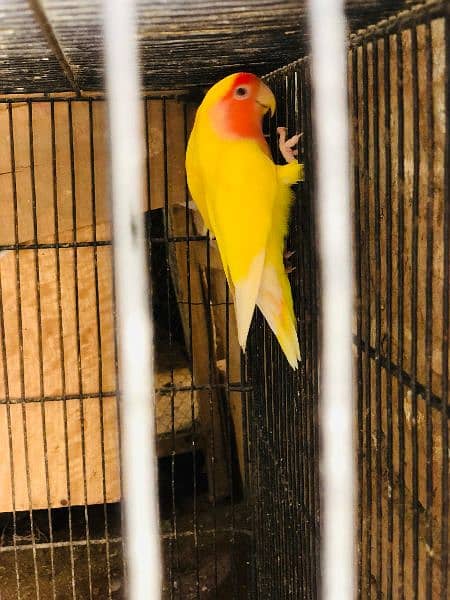 love bird Latino pair for sale R. s 4200 1