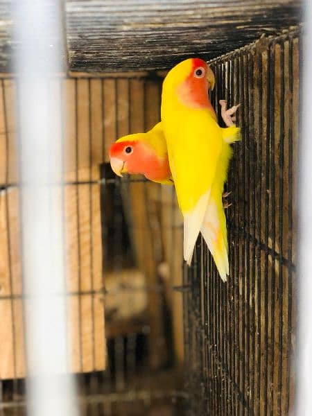 love bird Latino pair for sale R. s 4200 2