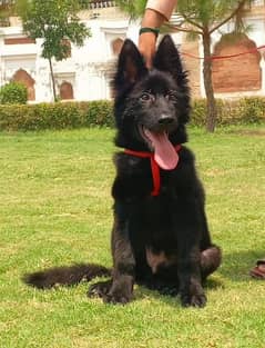 german black shepherd proper long coat show quality important 0