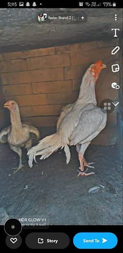 Aseel Hera Male for sale