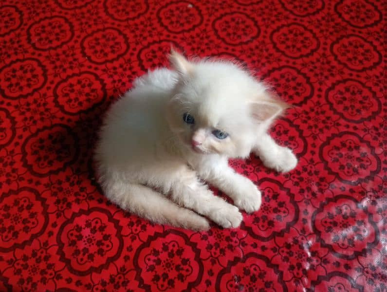 Beautiful punch face and Sami punch face home breed Persian kittens 2