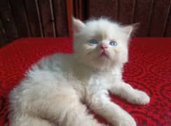 beautiful Sami punch face home breed Persian kittens
