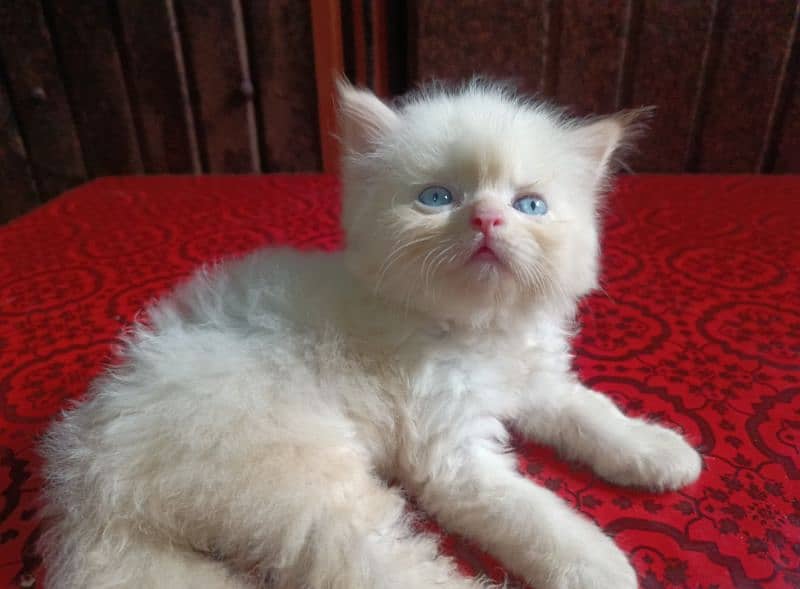 Beautiful punch face and Sami punch face home breed Persian kittens 3