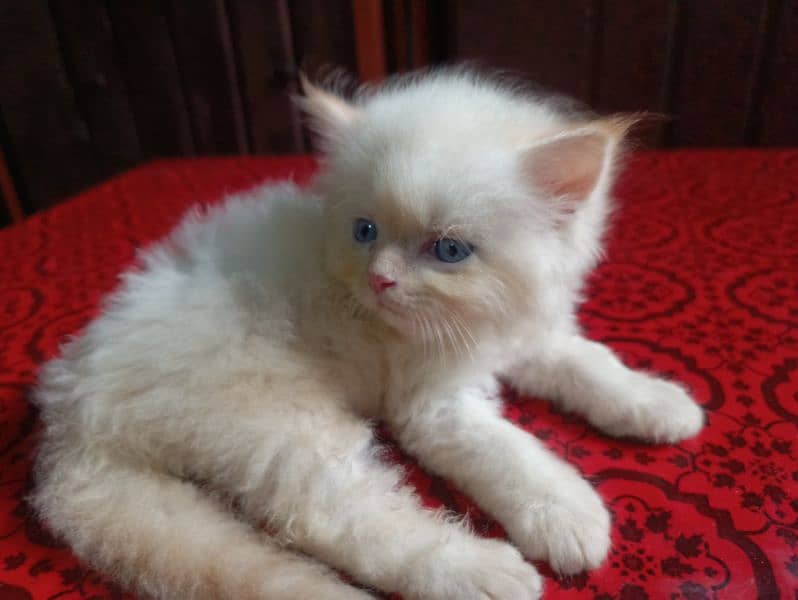 Beautiful punch face and Sami punch face home breed Persian kittens 4