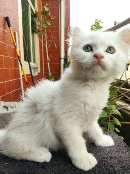 White & grey Persian Kittens Yellow blue eyes  50 days 1