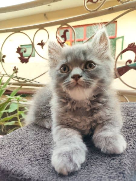 White & grey Persian Kittens Yellow blue eyes  50 days 2