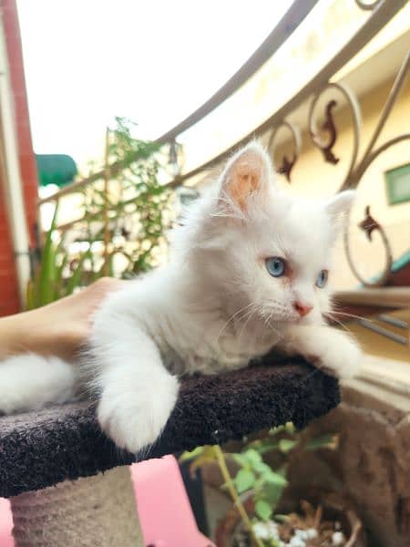 White & grey Persian Kittens Yellow blue eyes  50 days 3